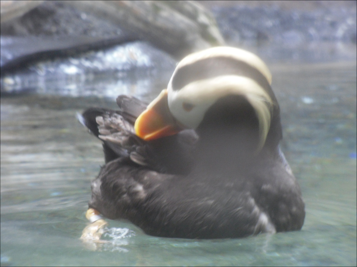 Tacoma, WA-Point Defiance Zoo & Aquarium-tufted puffins
